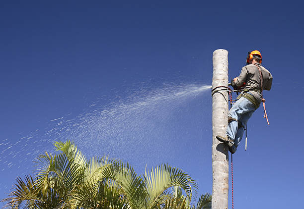 How Our Tree Care Process Works  in  Coalville, UT