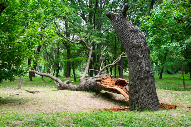 Best Commercial Tree Services  in Coalville, UT